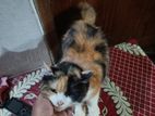 persian Calico cat