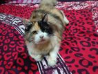 persian Calico cat