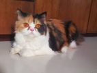 Persian Calico female Cat for sell