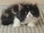 Persian Calico Female