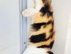 Persian Calico Female