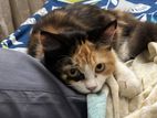 Persian Calico Female Kitten – 5 Months For Sale