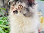 Persian calico female kitten