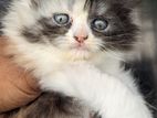 Persian Calico Female Kitten