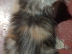 Persian Calico Female kitten