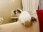 Persian Calico females (adult and kitten)