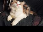 Persian calico kitten (3 month)