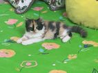 Persian Calico Kitten
