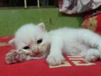 Persian cat 15