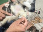 Persian cat ...2 month hoise