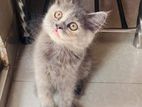 Persian Cat 2 month+ old