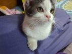 Persian Cat, 2.5 Month, Male and Female