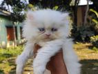 Persian Cat 2month with Blue Eyes