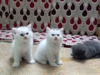 Persian cat 3 ta