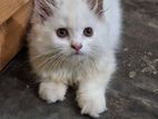 Persian Cat 3code Purebred