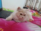 Persian Cat 6 Months Old