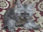 Persian Cat আপনার ঘরে ভালোবাসার