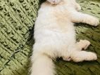 Persian cat sell