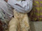 Persian Cat Adult