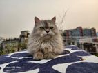 Persian Cat Adult Female Ash Colored