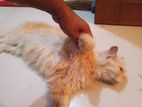 Persian cat adult female