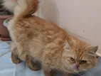 Persian Cat Adult Female