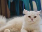 Persian Cat Adult