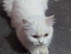 Persian Cat (adult)