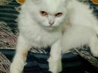 Persian Cat Adult