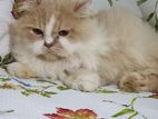 Persian Cat Adult Male