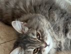 Persian Cat & Breed Mixed