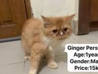 Persian Cat And Kitten Available