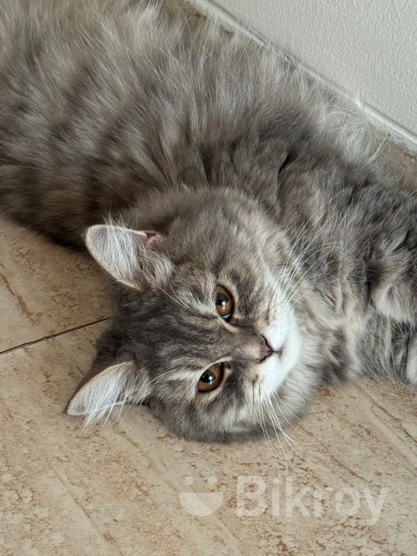 Persian Cat Mixed Breed for Sale in Uttara Bikroy