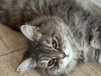 Persian Cat & Mixed Breed
