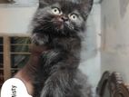 Persian Cat Argent Sell Hobay