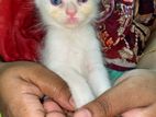 Persian cat Babu