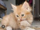 persian cat baby 2 month (. price 11000 fixed