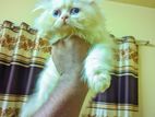 Persian cat baby