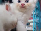 Persian Cat Baby