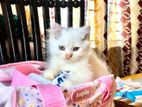 Persian Cat (Baby)