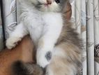 Persian Cat Baby