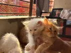 Persian Cat Baby
