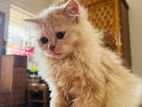 Persian Cat baby