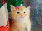 Persian cat baby sell