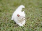 Persian Cat Baby