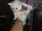 Persian cat baby for sell