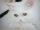 Persian Cat Baby - (male & Female) For Sale