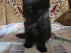 Persian Cat Baby Male Female