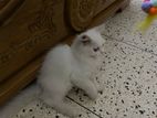 Persian cat baby male