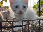 persian cat baby sell